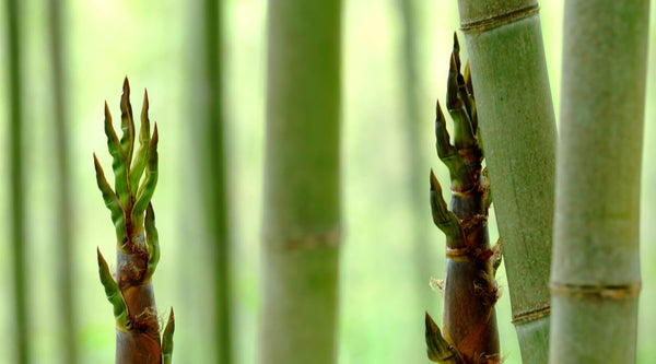 SIMSALA BAMBUS // Teil 1: Die Anti-Aging Kraft des Bambus
